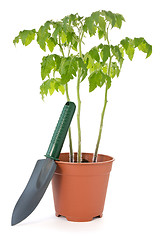 Image showing tomato plant and garden shovel