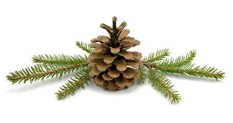 Image showing  Cone and fir branches