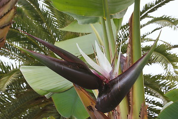 Image showing bird of paradise plant