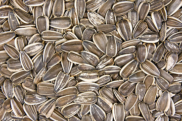 Image showing dried sunflower seeds