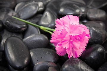 Image showing carnation flower on the black stones