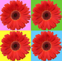 Image showing four red daisies