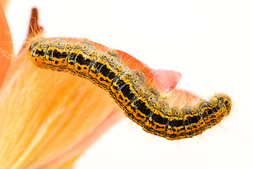 Image showing colorful caterpillar on flower