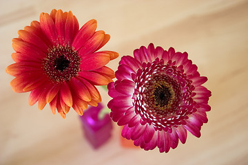 Image showing Two gerbera