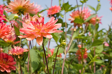 Image showing  red dahlias summer field