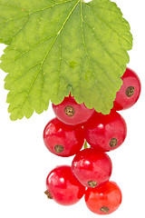 Image showing branch of red currant