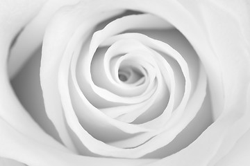 Image showing b/w rose