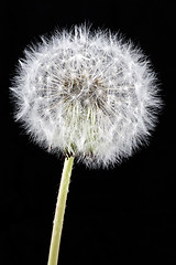 Image showing white dandelion on a black background