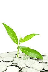 Image showing plant and coins isolated on white