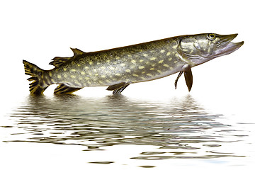 Image showing pike fish jumping out of water