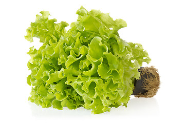 Image showing green lettuce with reflection on white