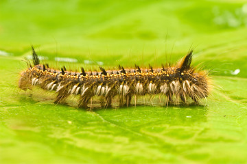 Image showing macro shot of caterpillar