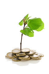 Image showing Green plant growing from the coins