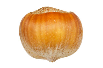 Image showing Close-up of hazelnut