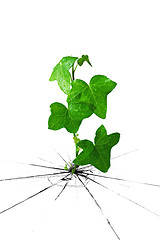 Image showing  ivy grow from cracked ground