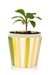 Image showing pot with house plant