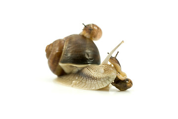 Image showing busy snails family