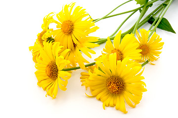 Image showing yellow daisies over a white background