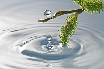 Image showing  buds in the water