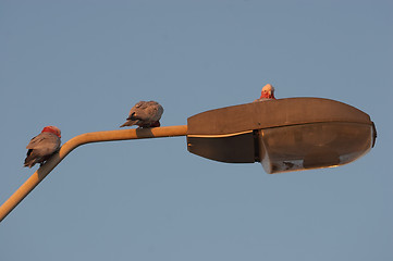 Image showing Galahs on a Light