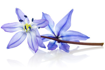 Image showing blue  flower with reflection