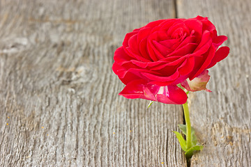 Image showing rose growing in a wood floor