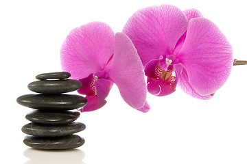 Image showing pink orchid and stones