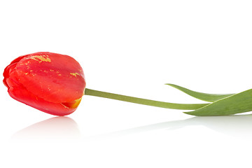 Image showing red tulip with reflection 