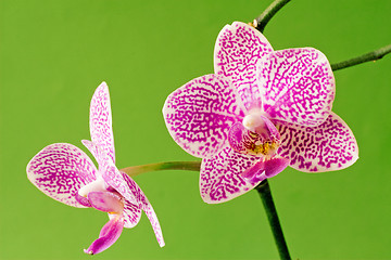 Image showing violet orchid on green background