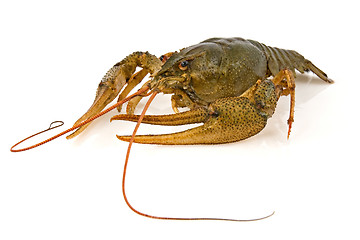 Image showing crayfish