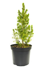 Image showing green fir tree in a pot