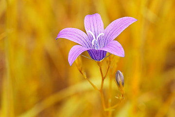 Image showing  purple flower