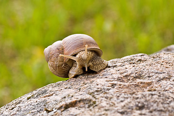 Image showing snail crawling on the stone