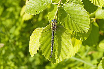 Image showing dragon fly