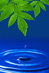 Image showing green leaves and blue water drop