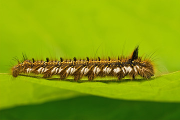 Image showing hairy caterpillar crawling on  leaf