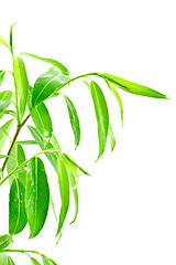 Image showing green leafy plant isolated over white