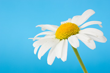 Image showing daisy on blue background