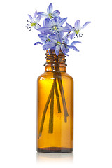 Image showing blue hepatica flowers in a bottle