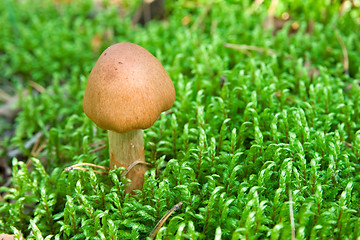 Image showing brown toadstool in a moss