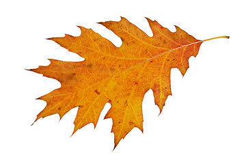 Image showing beautiful autumn leaf