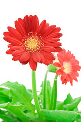 Image showing gerbera flower on white background