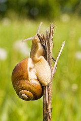 Image showing snail  on a branch