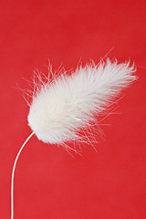 Image showing white fluffy plant