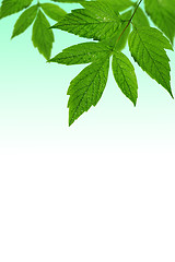 Image showing green leaves  with copy-space