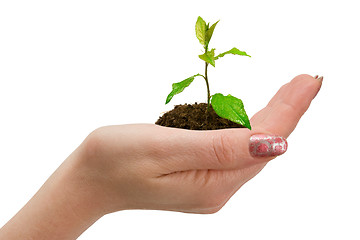 Image showing green plant in woman hand