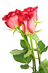 Image showing three red roses