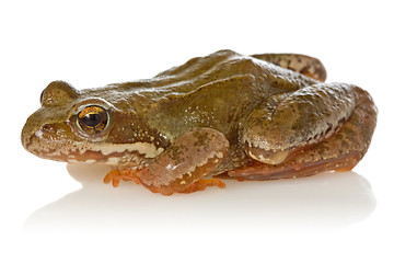 Image showing Frog on white background