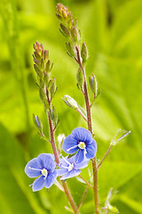 Image showing blue flower blossom