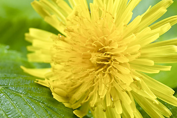 Image showing yellow dandelion on a green leaf
